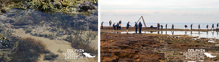Image of Join us at Ricketts Point for a guided walk and rockpool exploration.
