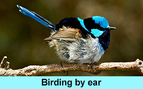 Image of Join us for a 'Birding by Ear' sensory walk at Westgate Park.